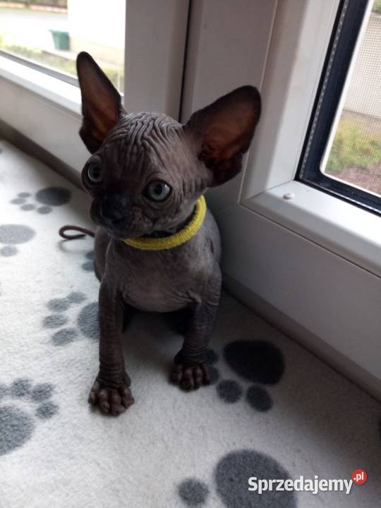 Luna Gloria i Staś Czarne Kocięta kotki i Sosnowiec