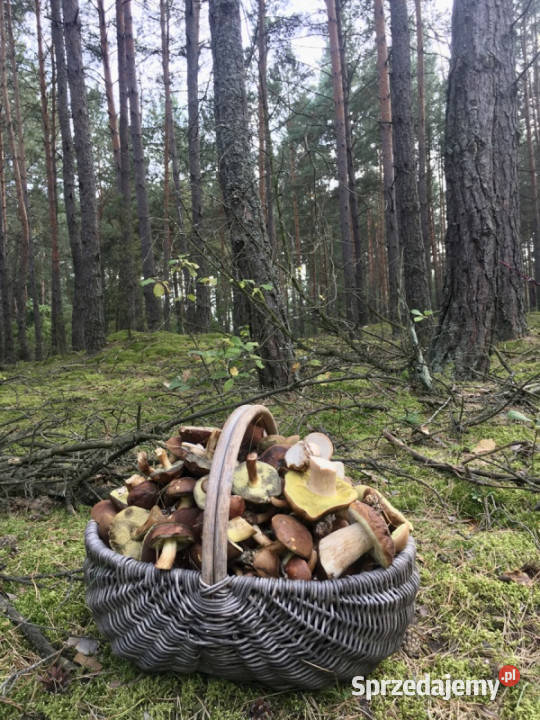 Działka pod zabudowę jednorodzinną 5057 m Mariew mazowieckie