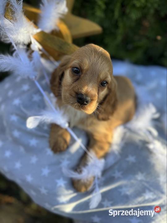 Cudowna złota sunia Cocker Spaniel Angielski z małopolskie