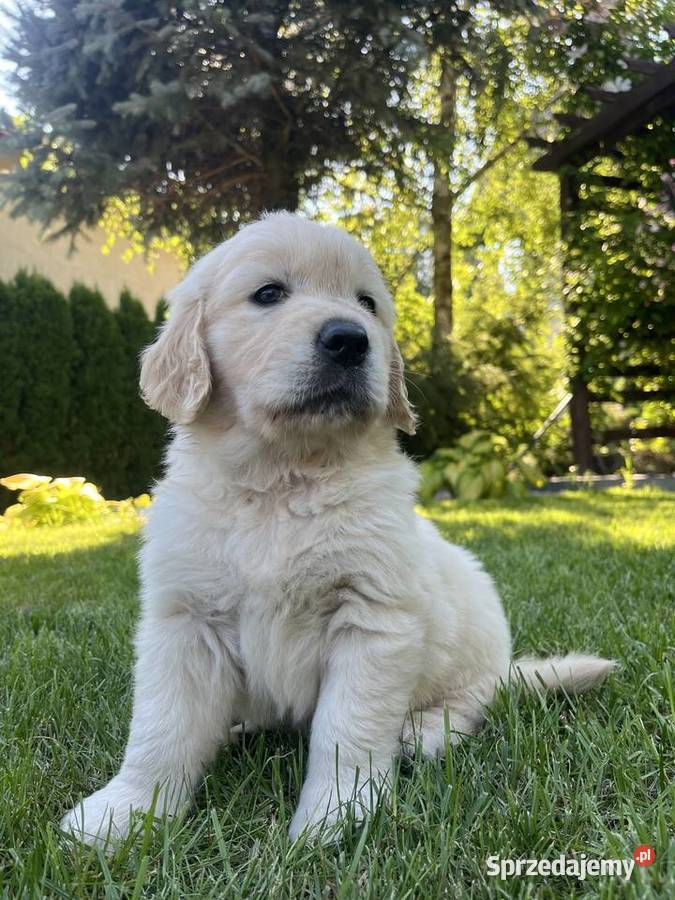 Pies Golden Retriever FCI ZKwP Wilkołaz Pierwszy