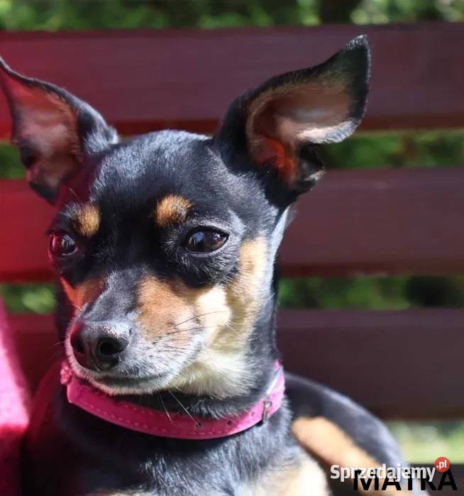 Pinczerki Pinczer Miniaturowy Zapowiedź Miotu Pozostałe Kazimierz Biskupi sprzedam