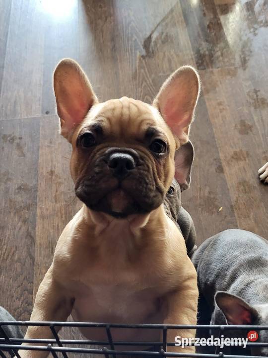 Buldog francuski Lubin