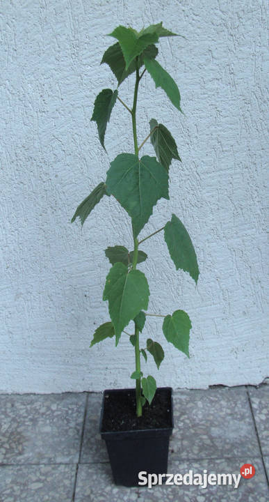 KETMIA BYLINOWA Moscheutos Hybrids sadzonki w Ustronie