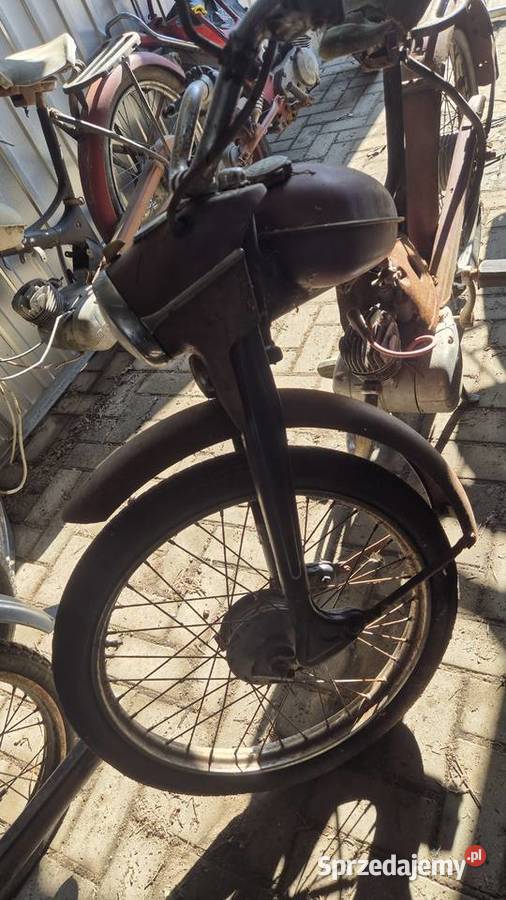 Komar sztywniak Hryniewicze