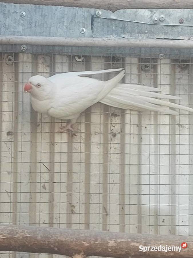 Aleksandretta Obrożna samica Nowa Sól