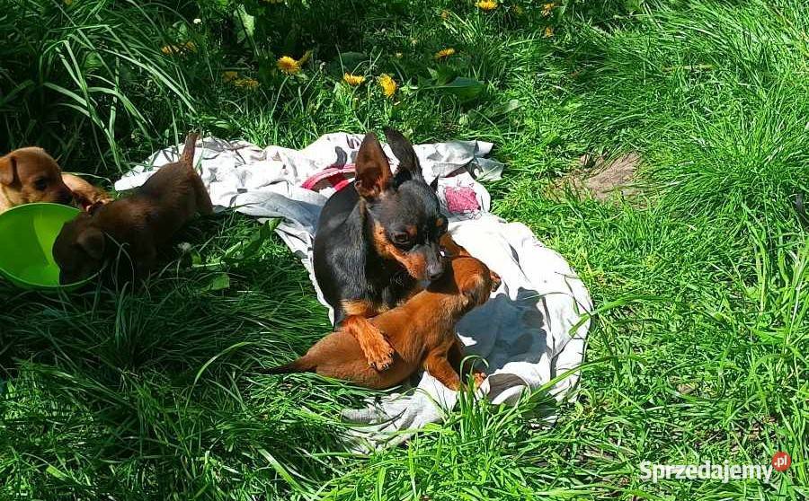 Ratlerek Pinczer miniaturowy Świnice Warckie