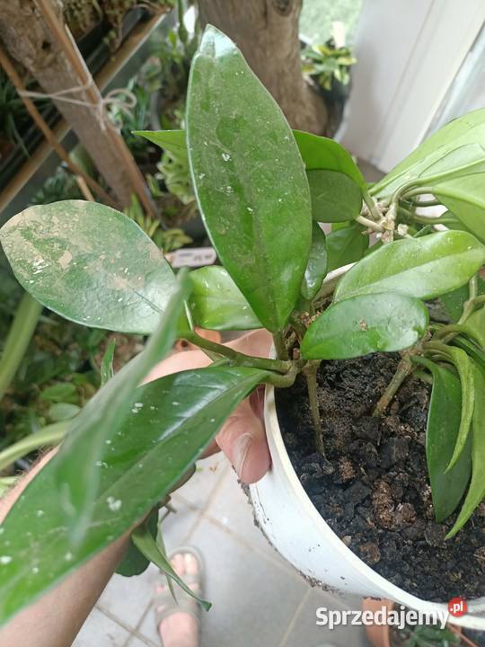 Hoya carnosa lubuskie Zielona Góra