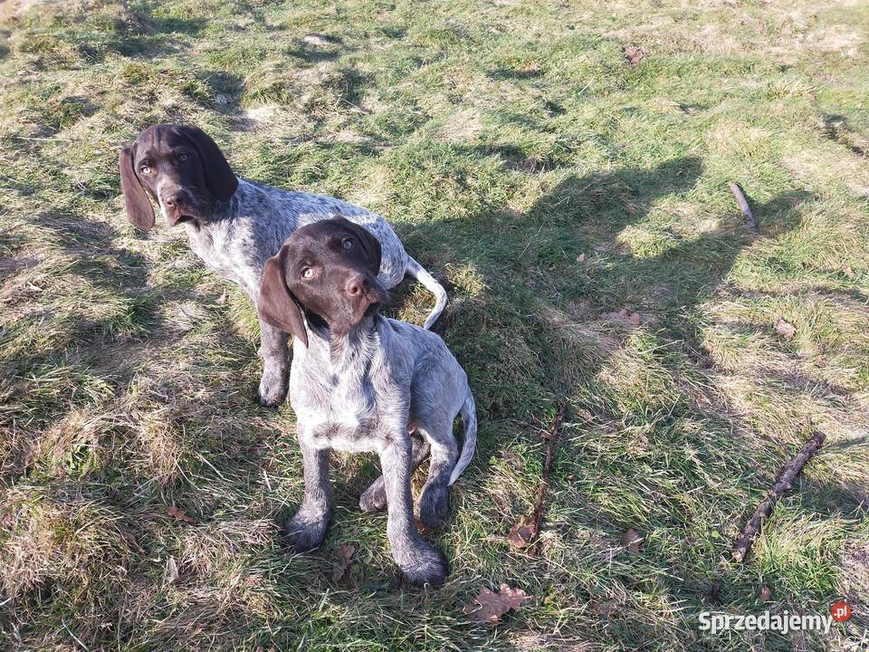 Wyżeł niemiecki gładkowłosy szczenięta Wadowice sprzedam
