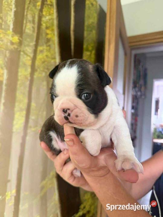 Boston Terrier ZKwPFCI Tomaszów Mazowiecki