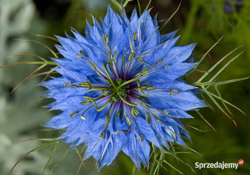 CZARNUSZKA SIEWNA Nigella sativa NASIONA 100g Lubanie