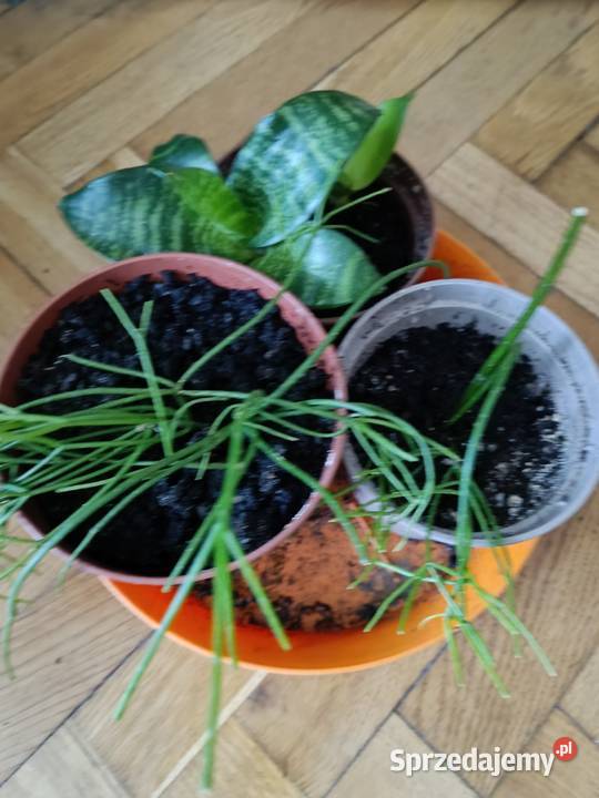 Kwiaty różne odmiany Gdańsk