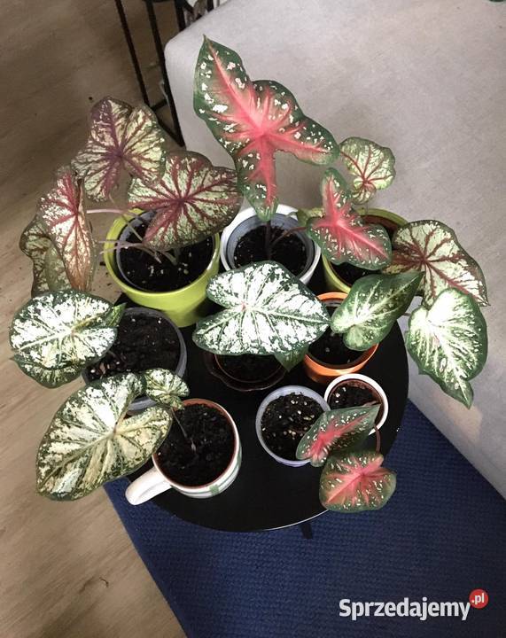 Kaladium caladium domowa uprawa Pozostałe
