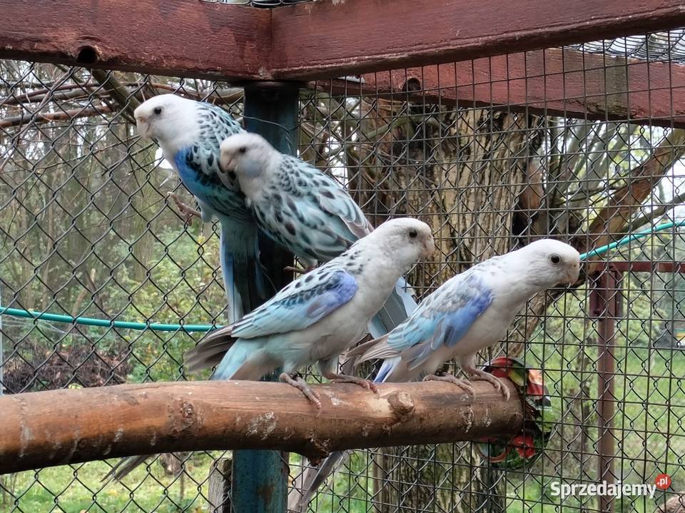 Rozelle Białolice 2025 Ptaki wielkopolskie Borowo