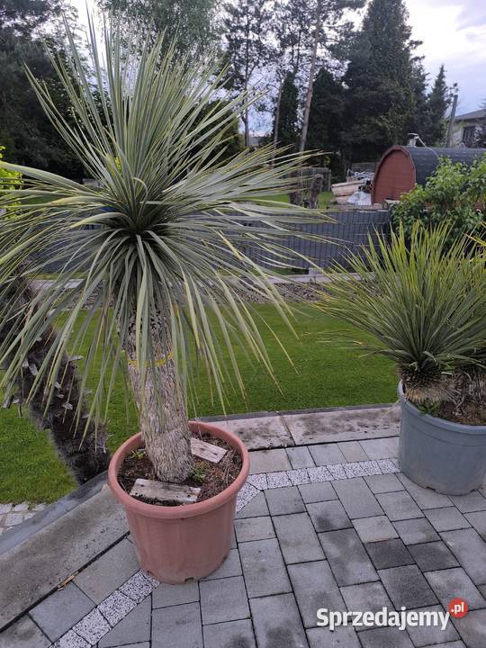 palma yucca rostrata Pszczyna sprzedam
