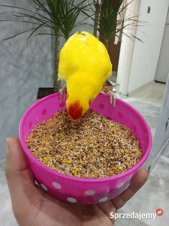 Sprzedam mondrolotka ręcznie karmioną gada Warszawa