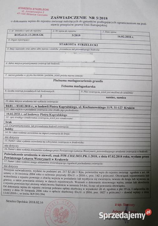 DWA Gekony Phelsuma Madagaskarska z terarium opolskie Strzelce Opolskie