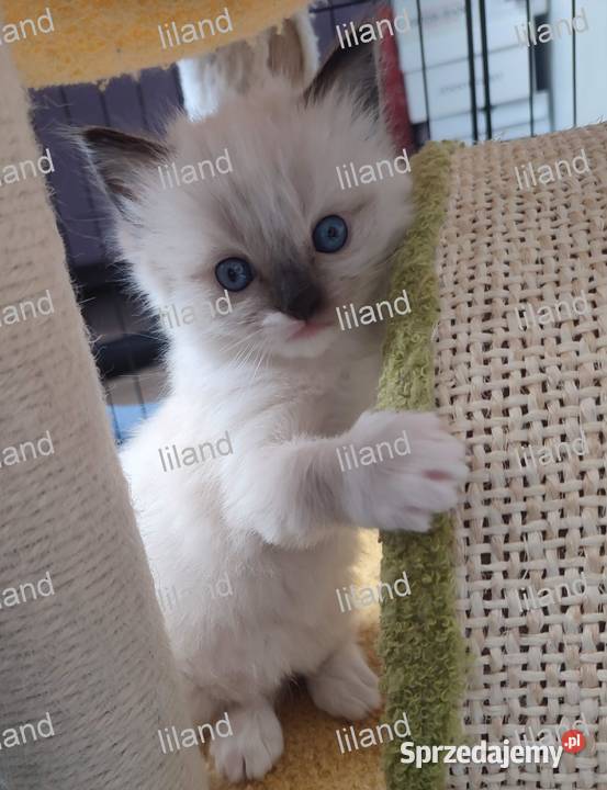 Koteczka Ragdoll na listopad spokojna Rodowód Konopiska