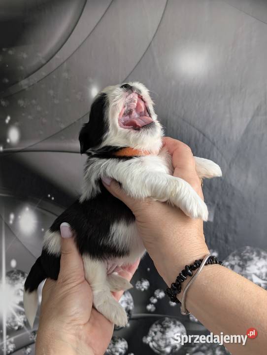Szczenięta shih tzu z genem blue Zawiercie