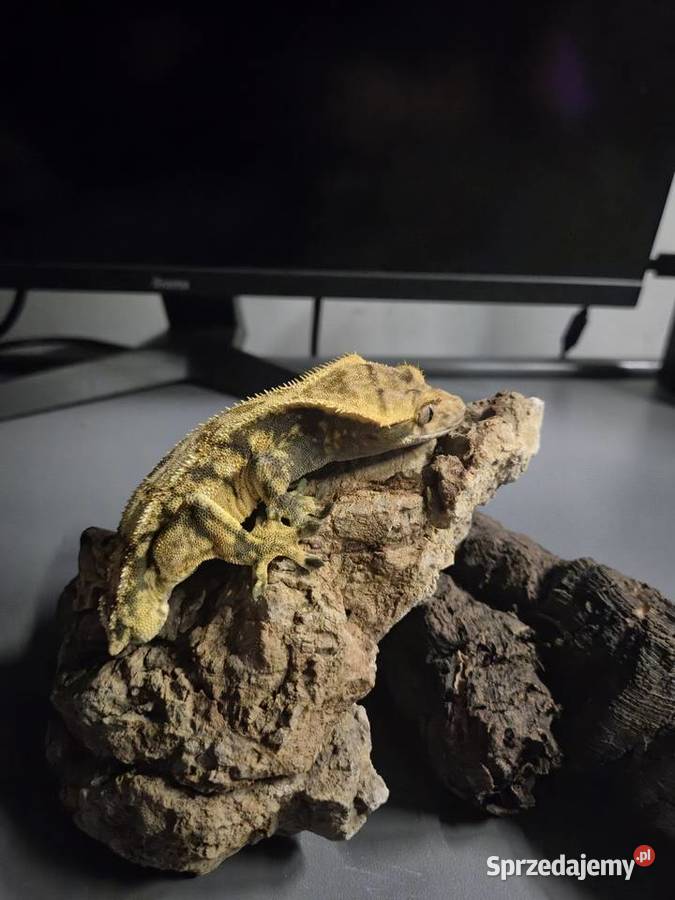 Gekon orzęsionyHarlequin Yellow37g frogbutt DO Jaworzno