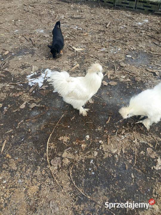 Koguty silka Godziesze Wielkie