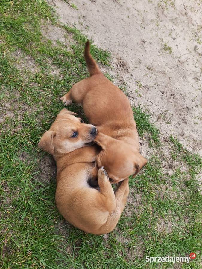 Cztery pieski do oddania Pozostałe podkarpackie Kolbuszowa