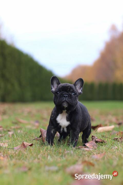 Buldog francuski fci ZKwP śląskie Świerklany