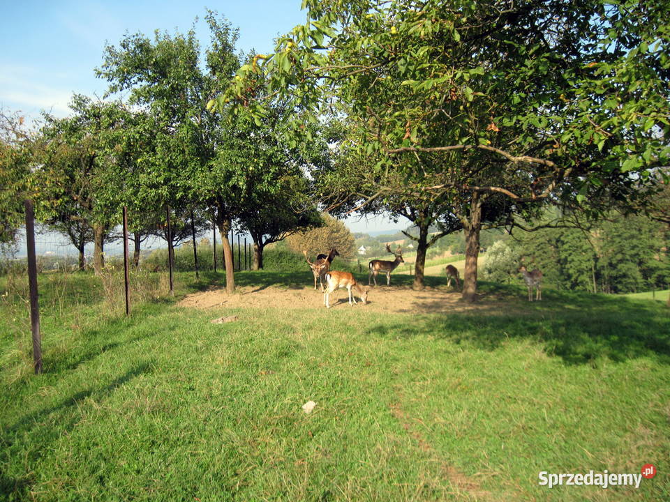 Daniele Siemiechów sprzedam