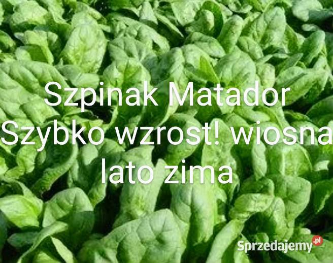 Pietruszka naciowa odrasta ścięciu Nasiona Nasiona Kraków sprzedam