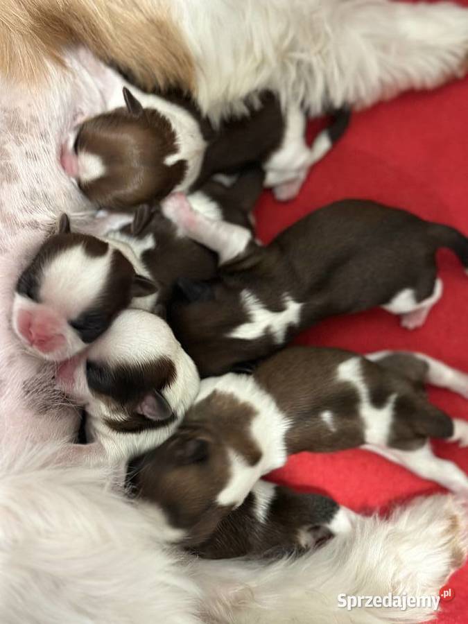 Shih tzu śliczne szczenięta Komarówka Podlaska