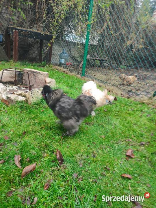 Kogut siłka Dąbrowa Górnicza