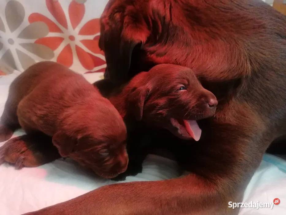Labrador szczenięta czekoladowe szczeniaki Labrador Psy lubuskie Zielona Góra