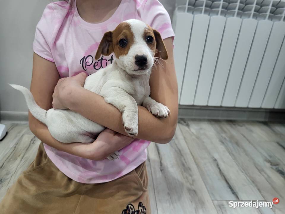 Jack russell terrier Zbąszyń