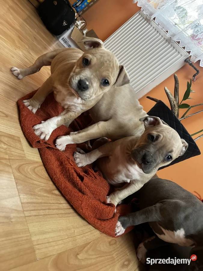 Sprzedam Amstaff Jastków