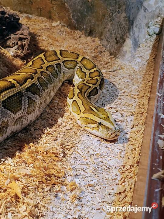 Pyton tygrysi hypo het albino dorodny samiec Luboń