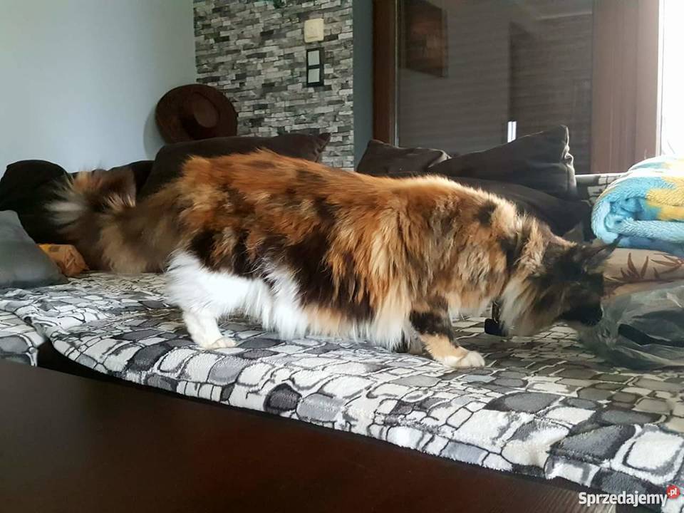 Maine Coon Krotoszyn