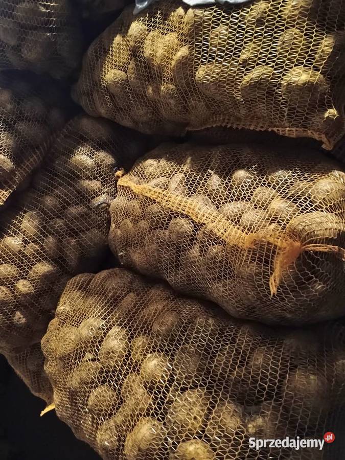 Riviera ziemniaki świerze