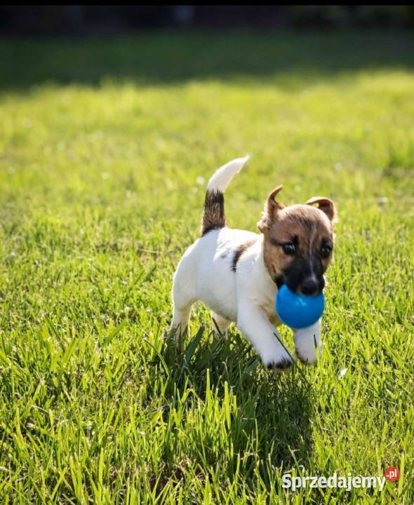 Suczka Jack Russell Terrier FCI szuka domu jako Sochaczew
