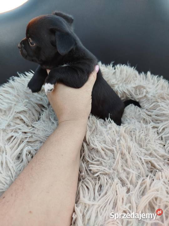 Piesek chihuahua Warszawy gotowe do zmiany domu Płońsk