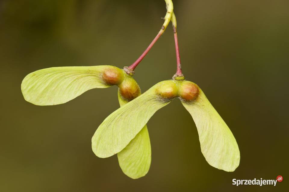 Klon polny Acer campestre obwód 1012 z bryłą Liściaste