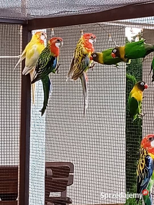 Papugi nierozłączki i rozelle Cierpisz sprzedam