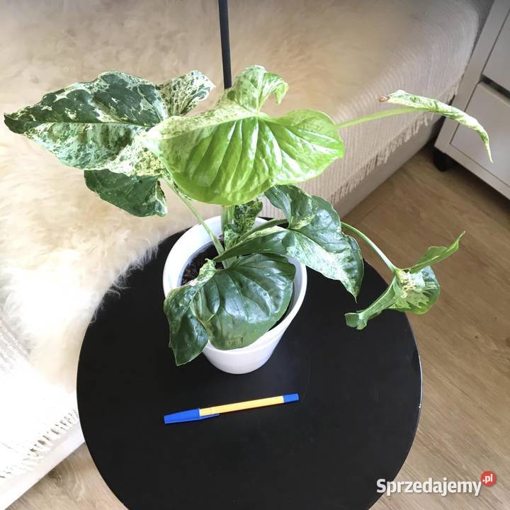 Syngonium mojito Zielone