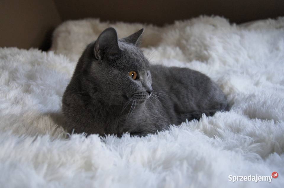 Kocurek Kartuski Chartreux Wrocław