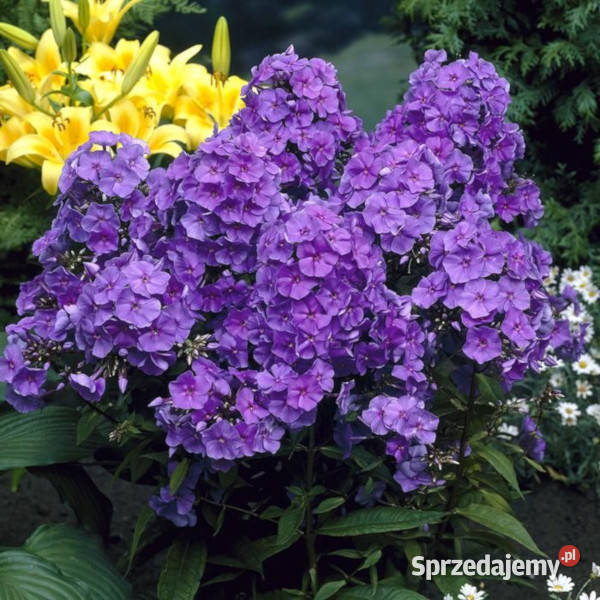 FLOKS WIECHOWATY Amethyst sadzonki w doniczkach kujawsko-pomorskie Ustronie sprzedam