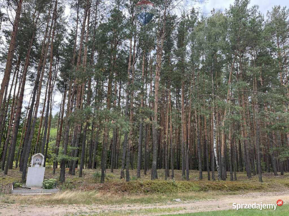 Działka siedliskowa Sprzedaż Pustelnik sprzedam