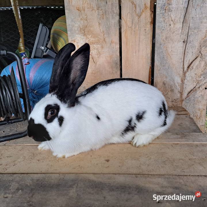 Sprzedam króliki rasowe hodowlane tuszki Gryzonie Dubiecko