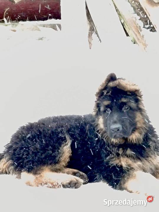Owczarek niemiecki długowłosy potężne szczeniaki świętokrzyskie sprzedam