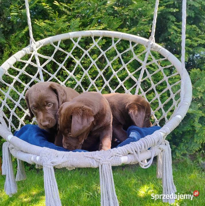 Labrador retriever szczenięta Niedośpielin sprzedam