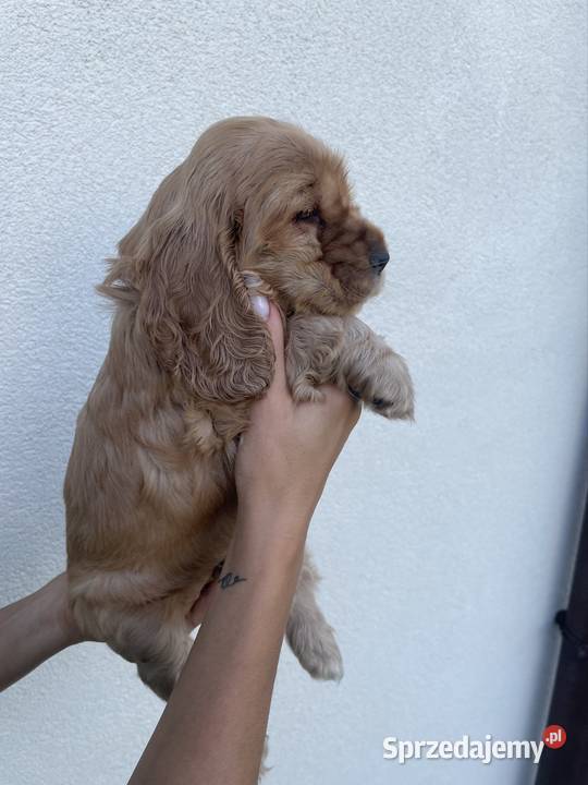 Sprzedam Cocer Spanielki Kraków