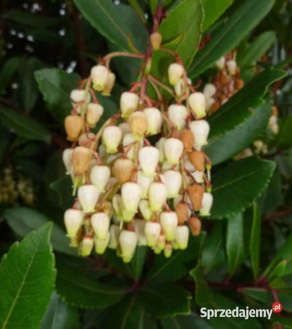 DRZEWO TRUSKAWKOWE sadzonki w doniczkach sprzedam