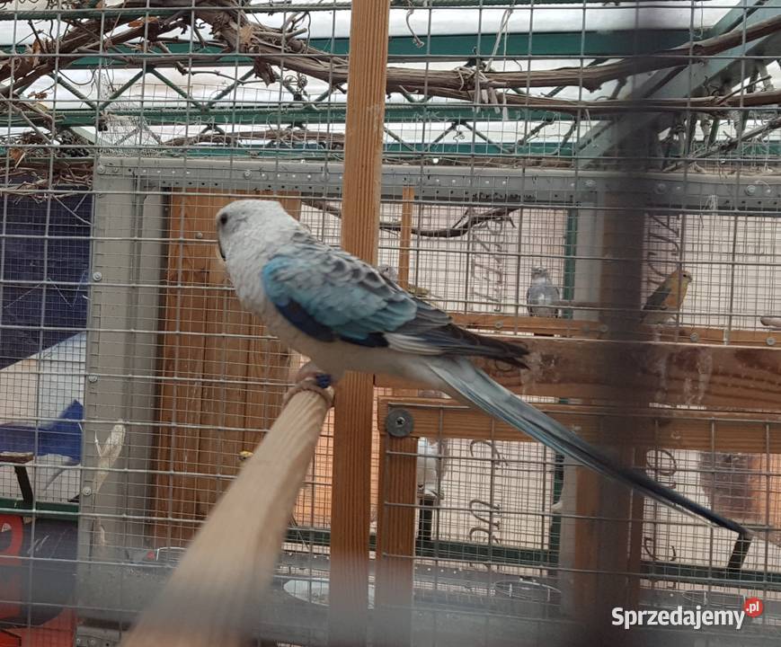 Świergotka Opal Oranż Samiec sprzedam